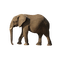 Kaz_Creations Elephant - darmowe png animowany gif