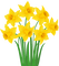 daffodils Bb2