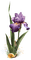 flower iris violet purple snail - png grátis Gif Animado