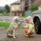 dog baby - 無料のアニメーション GIF アニメーションGIF