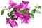 kukka flower fleur - png gratis GIF animasi