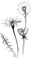 dandelions Bb2 - nemokama png animuotas GIF