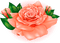 salmon pink flower rose sunshine3 - Ingyenes animált GIF