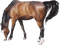 cheval - png gratuito GIF animata