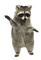 Kaz_Creations Raccoon - png gratis GIF animado