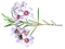 kukka, fleur, flower - darmowe png animowany gif