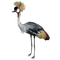 grue OISEAUX crane BIRD