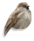 bird - zadarmo png animovaný GIF