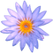 Lotus - δωρεάν png κινούμενο GIF