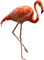 Kaz_Creations Flamingo - gratis png animeret GIF