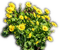 Rena yellow gelb Flowers Blumen Spring