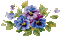 pansy flowers bp - Gratis geanimeerde GIF geanimeerde GIF