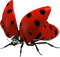 Kaz_Creations Ladybugs Ladybug - png grátis Gif Animado