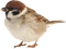 bird - PNG gratuit GIF animé
