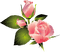 All My Roses - png gratis GIF animado