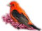 bird - kostenlos png Animiertes GIF