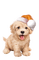 Kaz_Creations Christmas Dog Pup Dogs Colours - png grátis Gif Animado