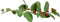 gren-blad-bär--röd - PNG gratuit GIF animé