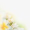 spring flowers background - PNG gratuit GIF animé