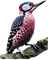 nbl-bird - Free animated GIF