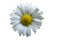 Flowers dm19 - png gratuito GIF animata