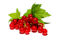 redcurrant Bb2 - 免费PNG 动画 GIF