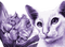 Y.A.M._Art Fantasy cat purple - png gratuito GIF animata