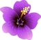 hibiscus Bb2 - png grátis Gif Animado