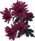 blommor-mörkrosa---flowers-dark pink - PNG gratuit GIF animé