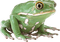 Kaz_Creations Frog - δωρεάν png κινούμενο GIF