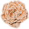 winter-rose-flower-beige-deco-minou52