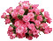 Y.A.M._Flowers bouquets - GIF animé gratuit GIF animé
