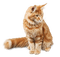 RED CAT chat rouge - zadarmo png animovaný GIF