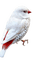 white bird - png grátis Gif Animado