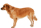 hund--dog - ücretsiz png animasyonlu GIF
