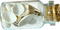 Bottle.Seashells.Brown.White - ücretsiz png animasyonlu GIF