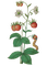 vintage strawberry plant - GIF animé gratuit