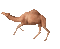 Running Camel - Darmowy animowany GIF animowany gif