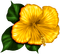 Tropical.Flower.Yellow - PNG gratuit GIF animé