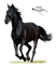 Cheval - 免费PNG 动画 GIF