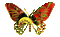 butterfly papillon schmetterling - Ingyenes animált GIF animált GIF