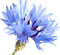 cornflower Bb2 - ilmainen png animoitu GIF