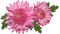 kukka flower fleur - png gratuito GIF animata