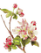 flores  dubravka4 - png gratis GIF animasi