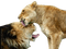 Löwen lions - kostenlos png Animiertes GIF
