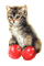 Apple.Pommes.Manzanas.Cat.gif.Victoriabea - Zdarma animovaný GIF animovaný GIF