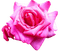 Rose - darmowe png animowany gif