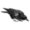 crow - Free PNG Animated GIF