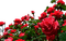 Розы - gratis png animerad GIF
