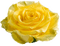 rosa amarela-l - zdarma png animovaný GIF